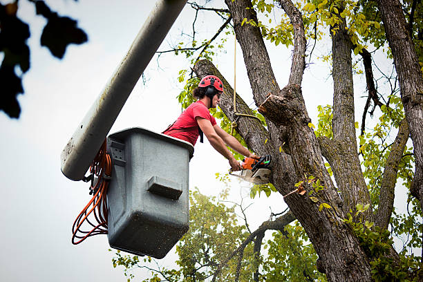 How Our Tree Care Process Works  in Franklinville, NC